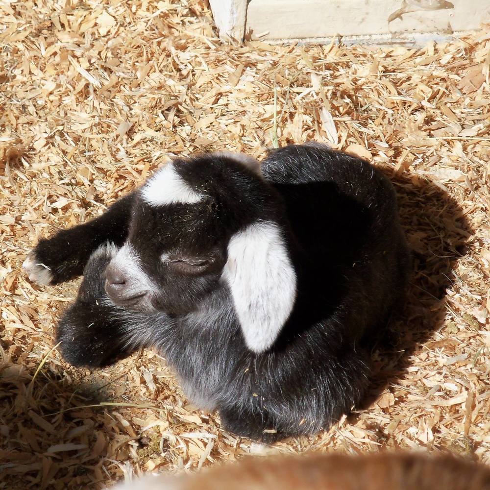 Meet your Posher, Robin